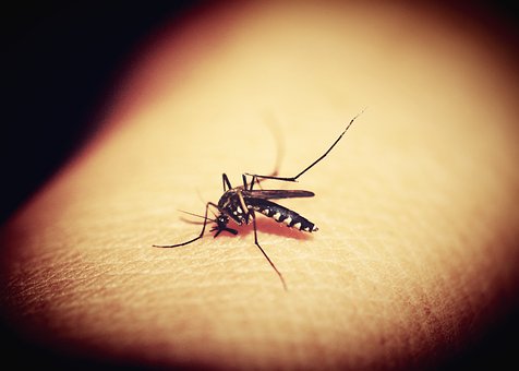 “Ik ben een magneet voor muggen!”