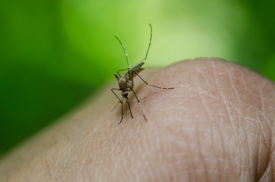 Weg met muggen! – Apotheek Du Faux